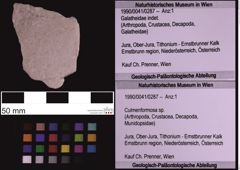 Foto (Objekt + Etiketten) von Culmenformosa sp. (NHMW-GEO-1990-0041-0287)